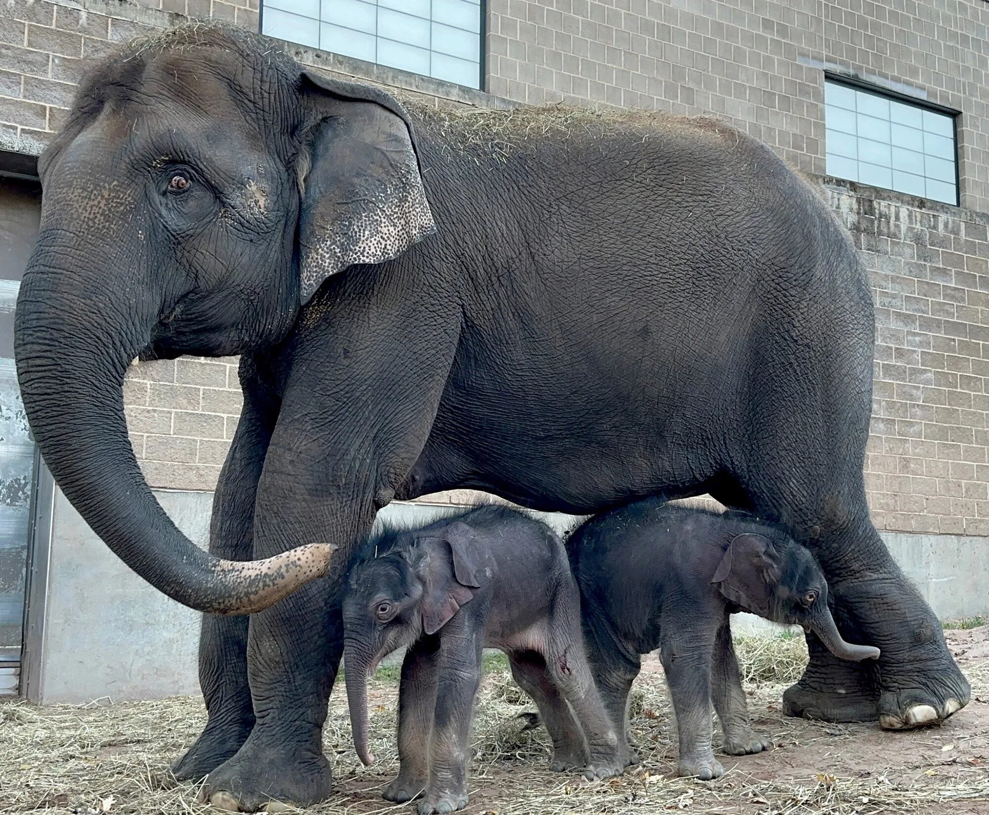 Слоны двойняшки. Сколько детенышей носорога родилось в 2001 году
