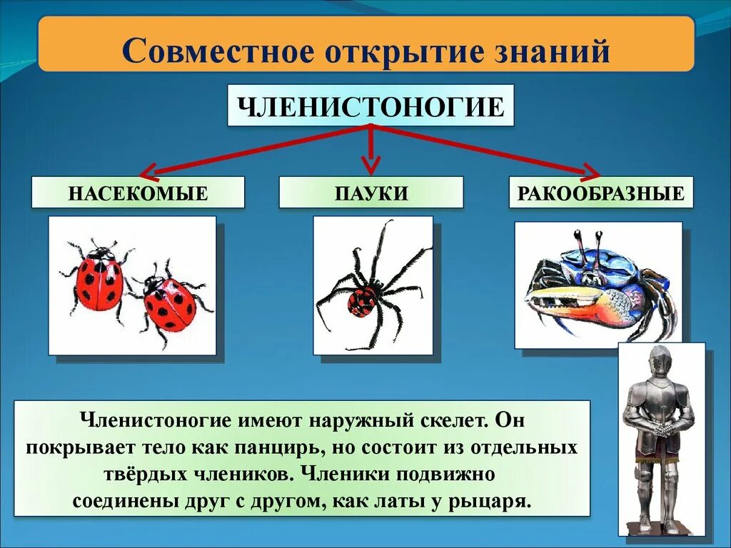 Наружный скелет членистоногих. Наружный скелет членистоногих состоит. Наружный скелет насекомых. Членистоногие имеют тело.