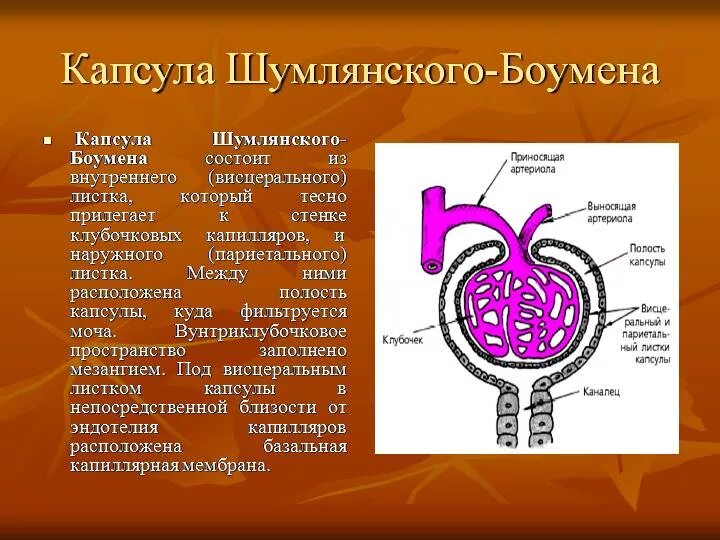 Нефрон капсула боумена