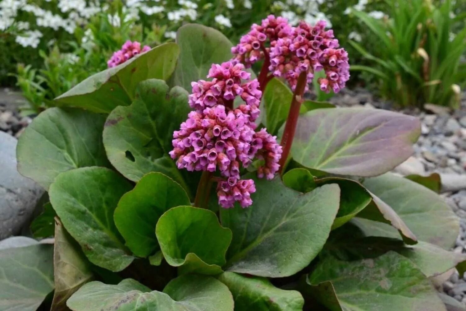 Бадан сердцелистный rotblum. Бадан сердцелистный (Bergenia cordifolia). Бадан сердцелистный «Herbstblute». Бадан (Bergenia). Цветок бадан фото и описание