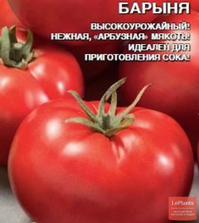 Томат арбузный отзывы. Сорт помидор Верочка. Помидор Барыня. Сорт томата Арбуз. Сорт помидор Арбузный.