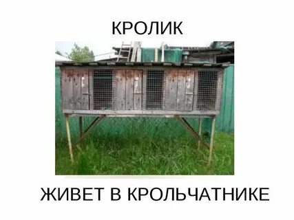 Где жили кролики