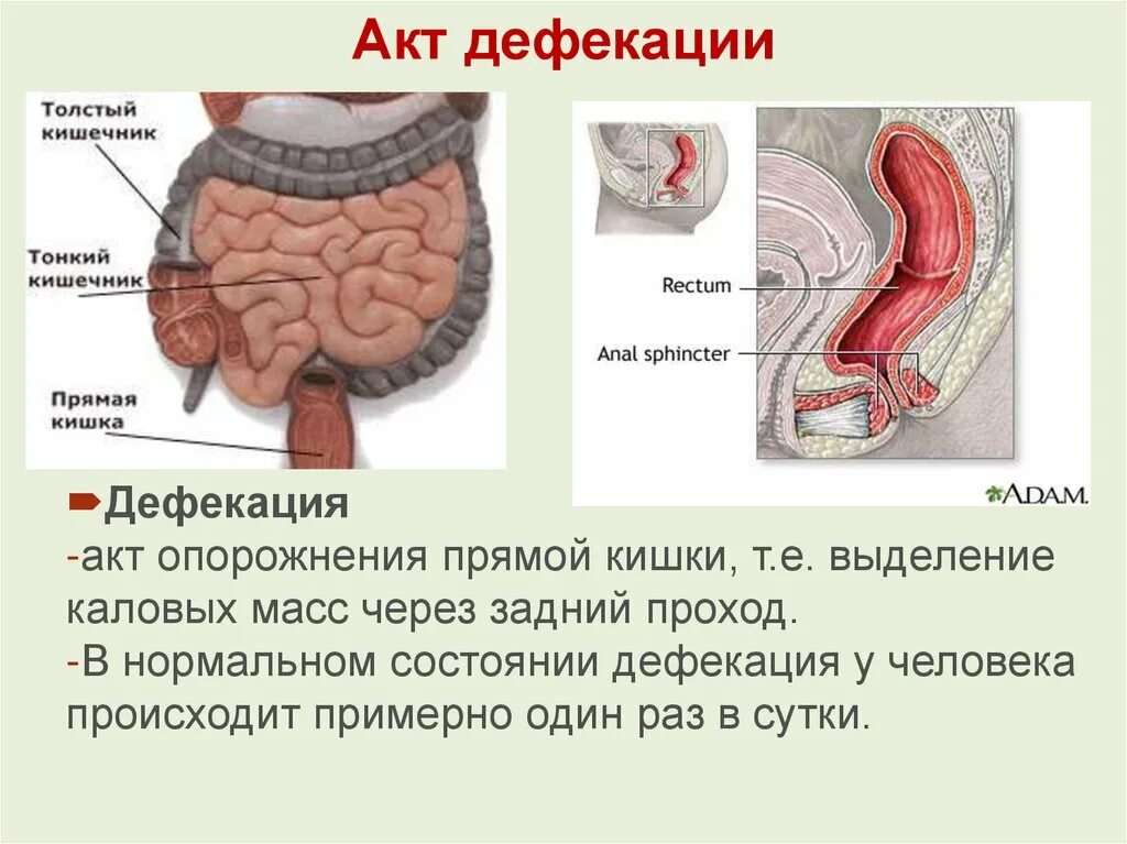 Дефекация у человека. Дефекация прямой кишки. Акт дефекации. Процесс опорожнения кишечника.