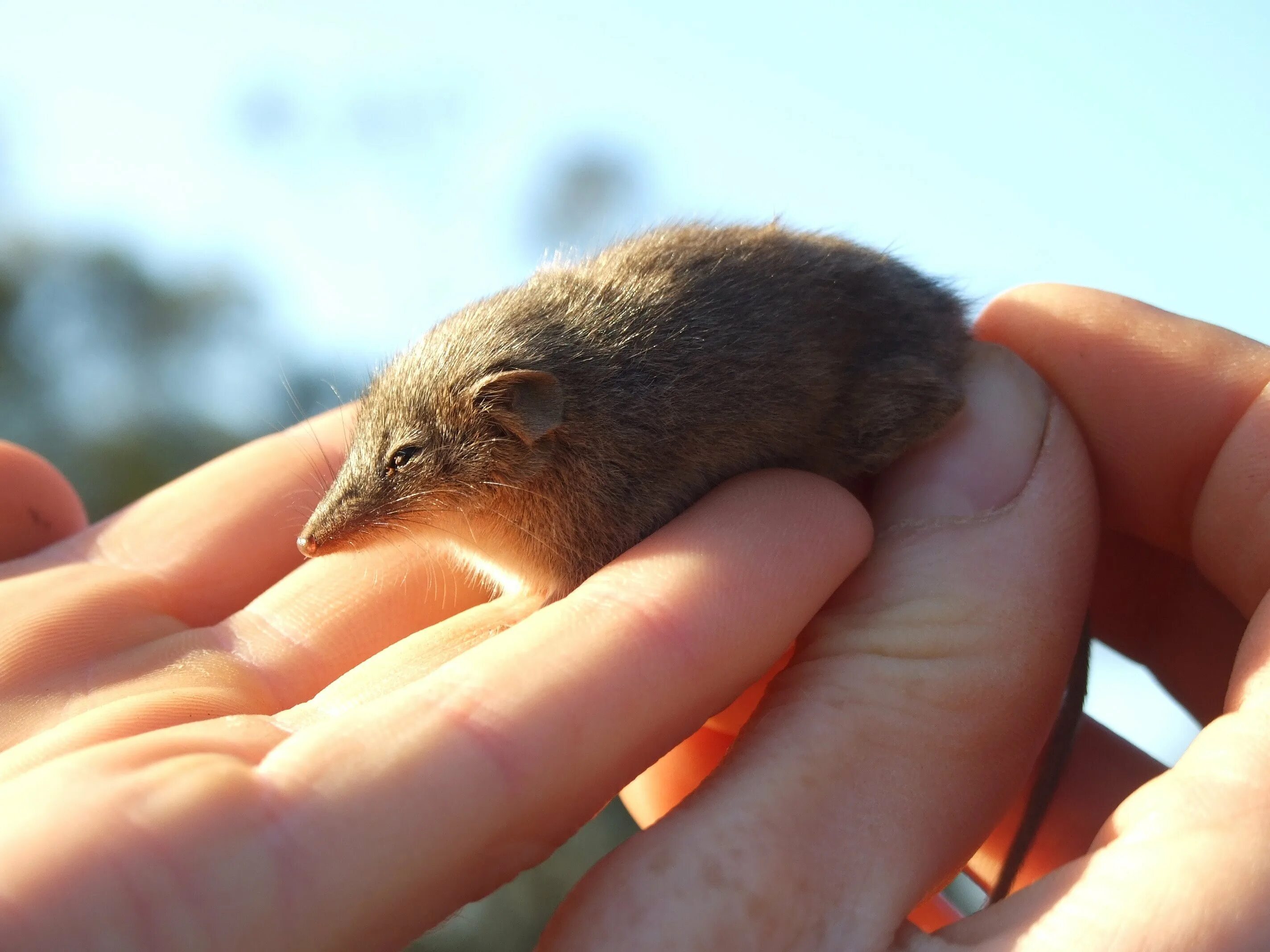 Западный нинго. Сумчатый тушканчик. Ningaui ridei. Мелкозубая сумчатая мышь. Гребнехвостая сумчатая мышь.