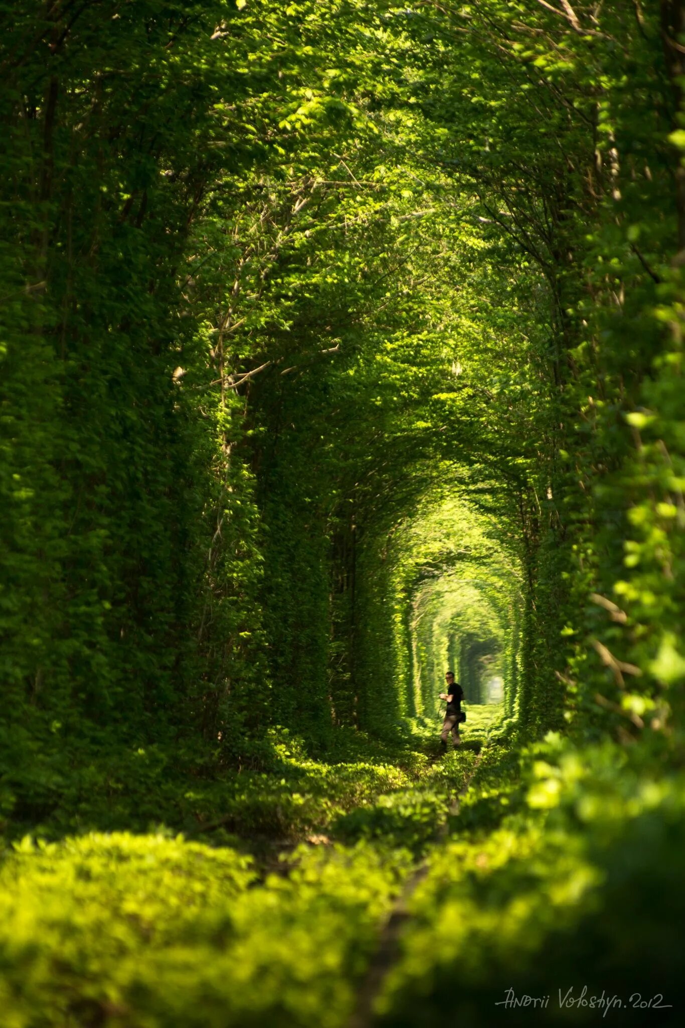 Красивые зеленые места. Крым туннель любви. Тоннель любви на Корфу. Зеленые места. Зеленый тоннель.