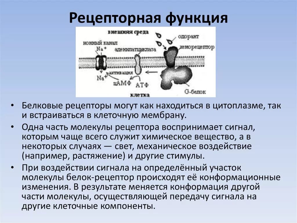 Кодирует ферменты содержит белки переносчики. Рецепторы на мембране рецепторных клеток. Рецепторы клеточной мембраны. Строение в клеточного рецептора. Строение мембранного рецептора.