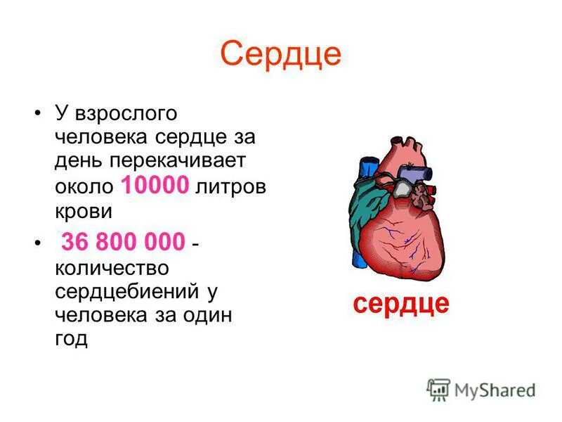 Сколько л крови. Сердце взрослого человека. Сколько стоит сердце человека. Сколько крови перекачивает сердце. Объем сердца взрослого человека.