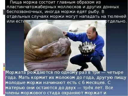 Пища моржа