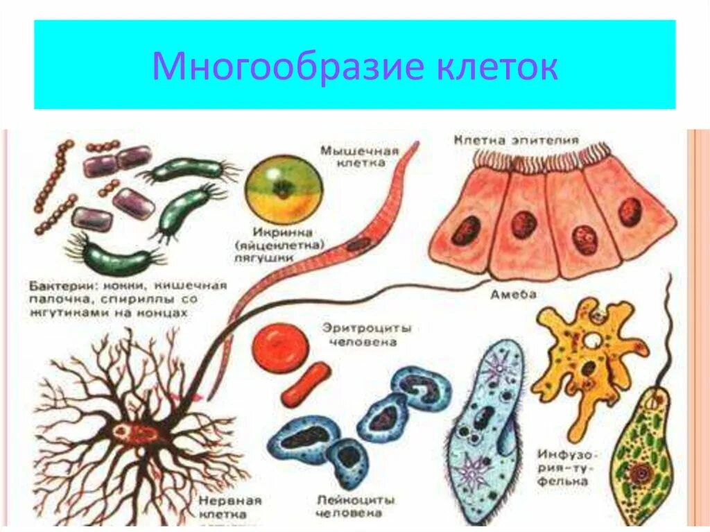 Строение и многообразие животных. Разнообразие клеток эукариот. Строение клетки многообразие клеток. Многообразие. Виды клктрк.