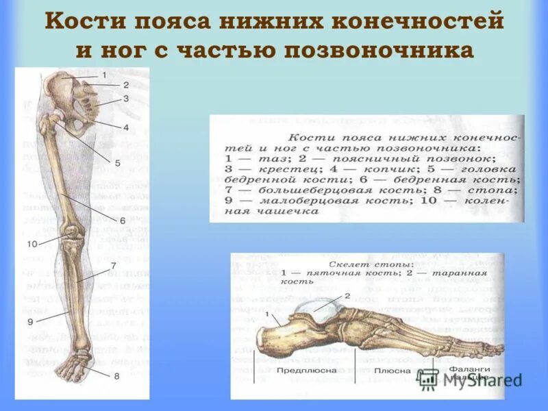 кости нижней конечности( кости таза и свободной нижней конечности). какие кости входят в пояс нижней конечности. пояс нижних конечностей анатомия кости таза. кости скелета пояса нижних конечностей. кости составляющие скелет нижней конечности.