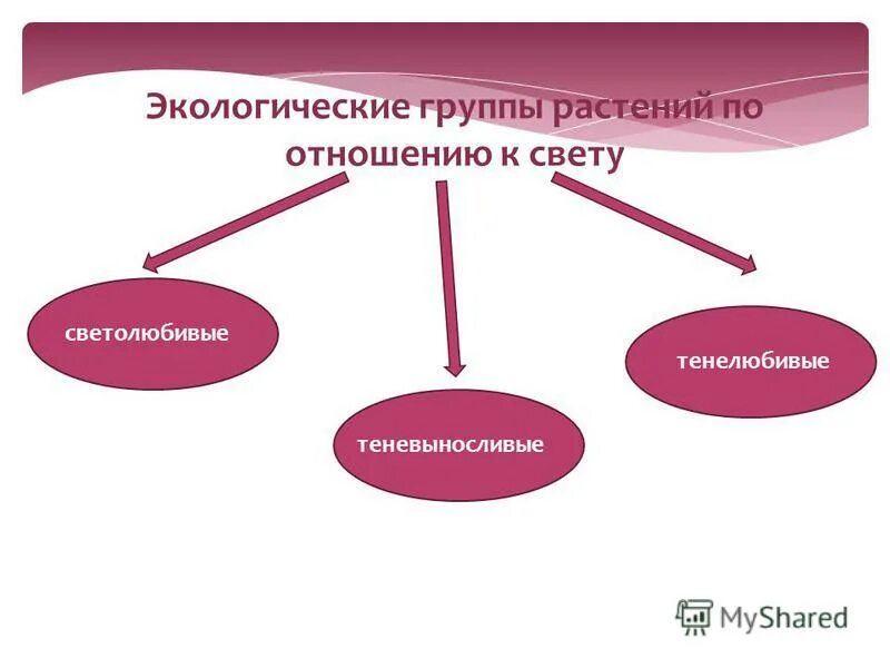 экологические группы грибов. среды группы 3. среды группы 3. экологические группы наземных растений. среды группы 3.