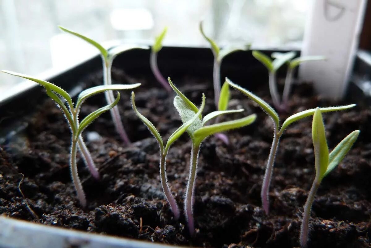 Росада ницссиа панчев. Рассада помидор семендяев. Малюсенькие всходы помидоров. Casa rosada флаг. Росада.