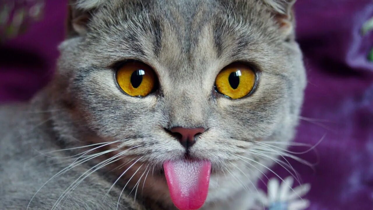Покажи cat net