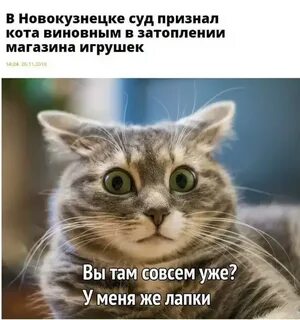 Картинка кота текстом