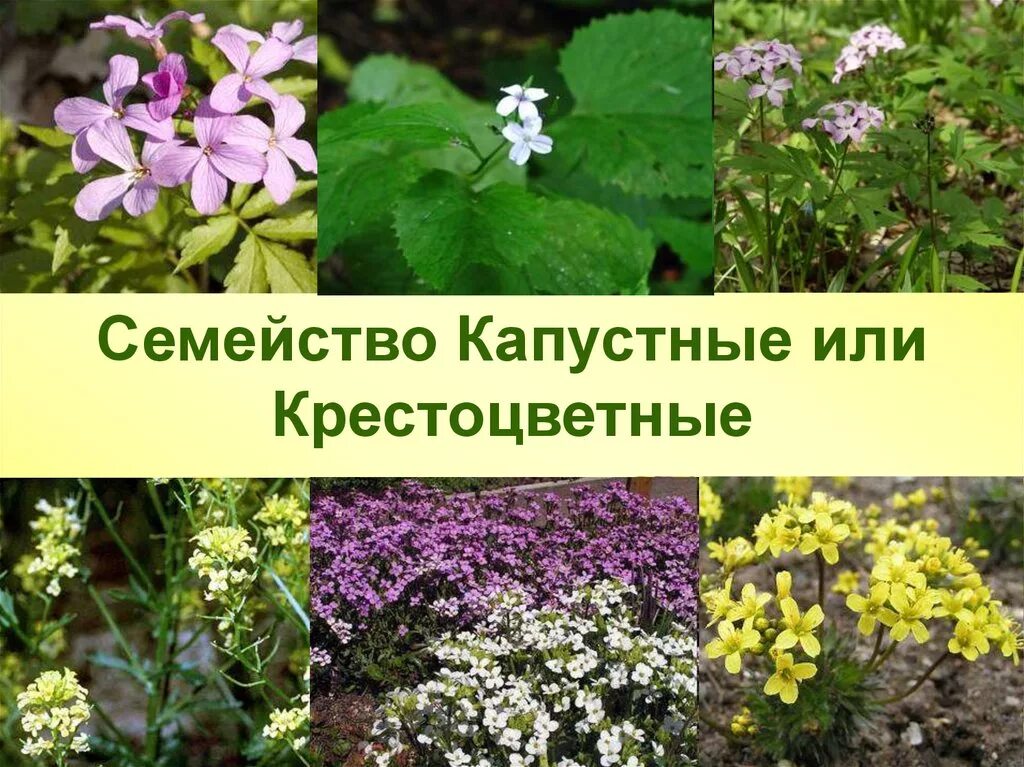 Семейство крестоцветные капустные. Капустные крестоцветные растения. Раннецветущие крестоцветные. Семейство крестоцветные капустные представители.