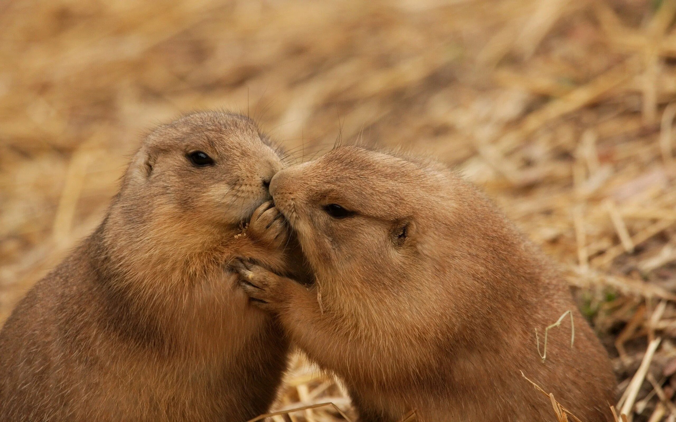 Animal coupling. Суслик и сурок Луговая собачка. Луговая собачка. Суслики целуются. Бобры.