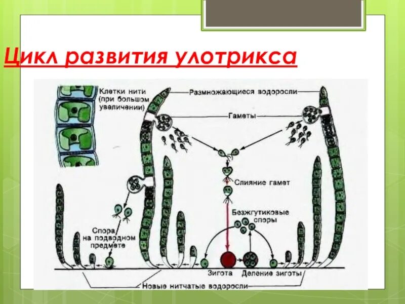 Цикл жизни улотрикса. Цикл водоросли улотрик. Схема размножения улотрикса. Жизненный цикл цикл улотрикса. Спорофитом улотрикса является