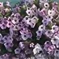 Опера лилак айс