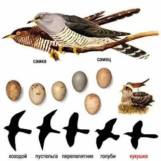 Как называются самцы птиц