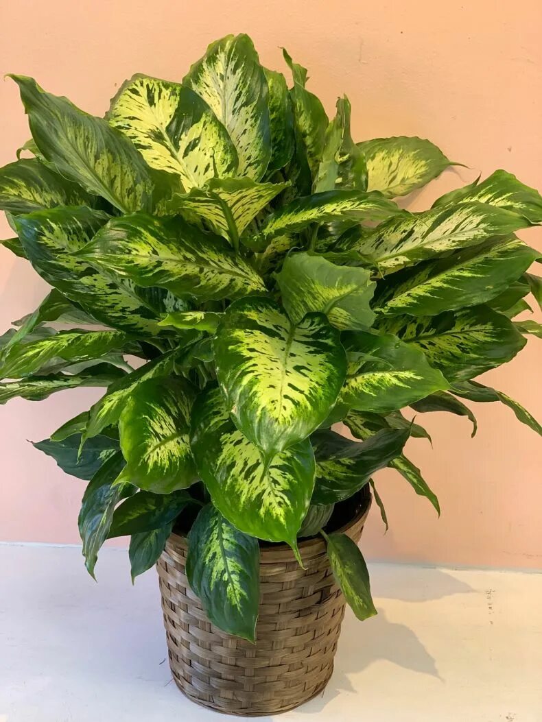 Диффенбахия кул бьюти. Диффенбахия баузе (dieffenbachia bausei). монстера диффенбахия. диффенбахия аврора. диффенбахия пасифик рим.