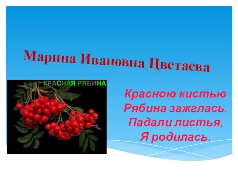 Стихотворение цветаевой рябину рубили. Красной рябиной Цветаева. Цветаева красною кистью рябина зажглась.