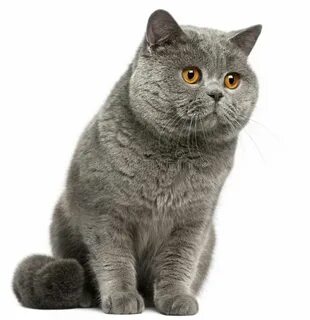 Серый кот на белом фоне