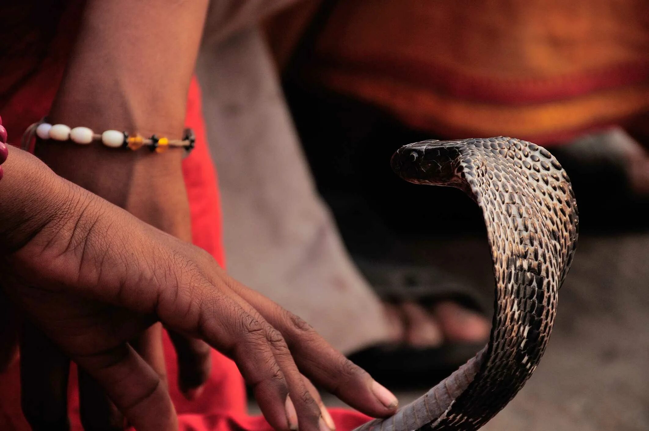 Индийский про змею. Праздник Nag Panchami в Индии. Культ кобры Индия. Королевская Кобра Наги в Индии. Индус Заклинатель змей.
