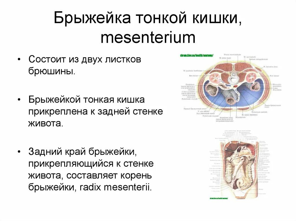 Брыжейка толстой кишки строение. Брыжейка корень брыжейки. Брыжейка толстой кишки анатомия. Корень брыжейки тонкой кишки расположен. Корень брыжейки тонкой кишки расположен.