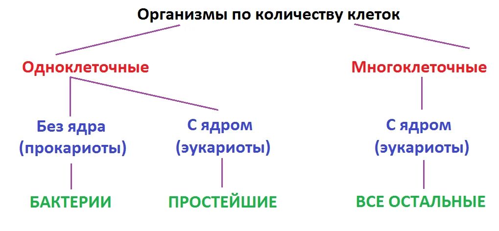 Классификация прокариотов и эукариотов. Надцарство прокариоты и эукариоты. Растения прокариоты или эукариоты. Прокариоты эукариоты многоклеточные. Классификация эукариот.