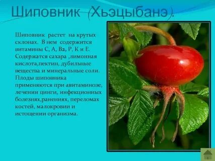 Колющимся шиповником как пишется
