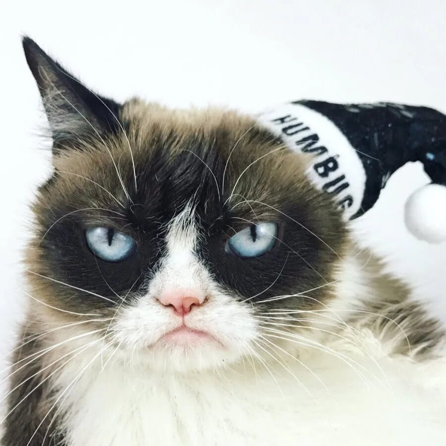 Создать мем кот. Коты мемы. кот мем. котиз мемак. кот из мема.