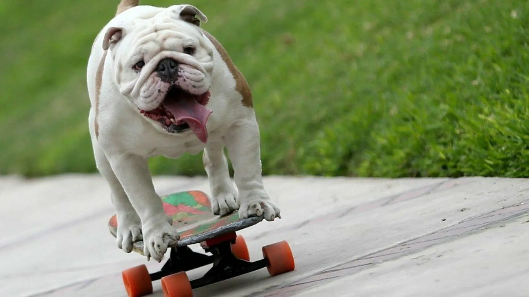 Спортивные животные. Бульдог скейтер. Бульдог скейтер. Собака на скейтборде. Французский бульдог на скейте.