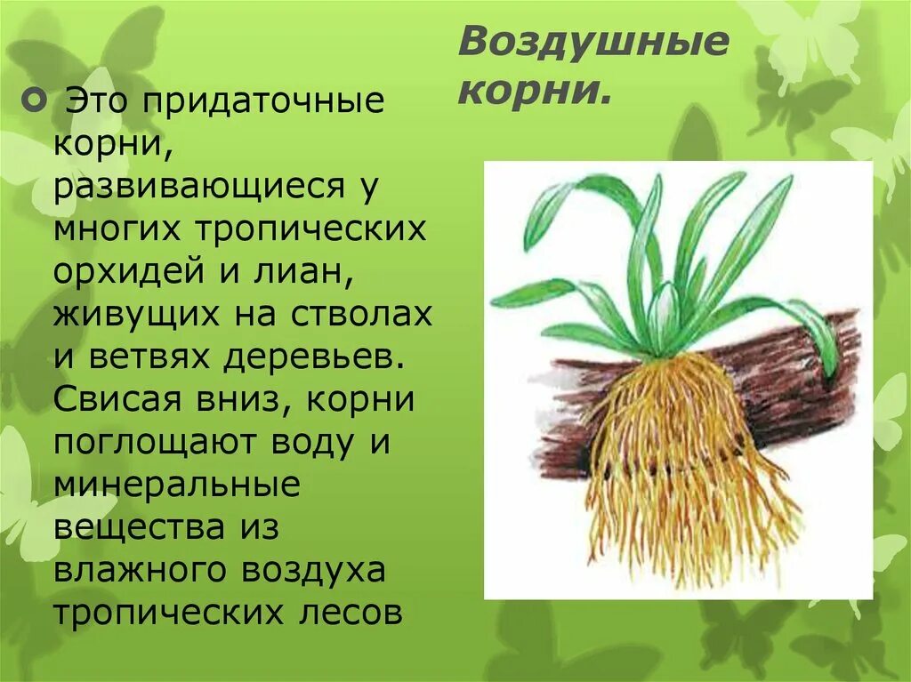 Информация какой корень