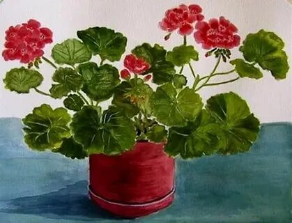 Комнатные растения герань