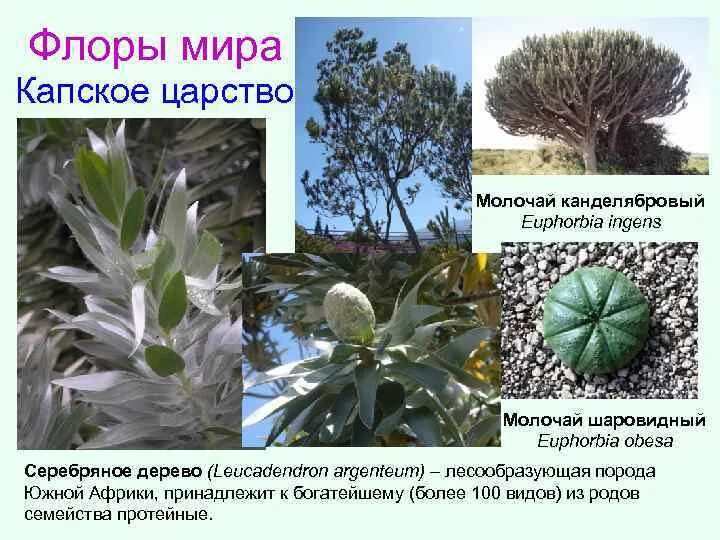 Какое растение является эндемичным для южной америки