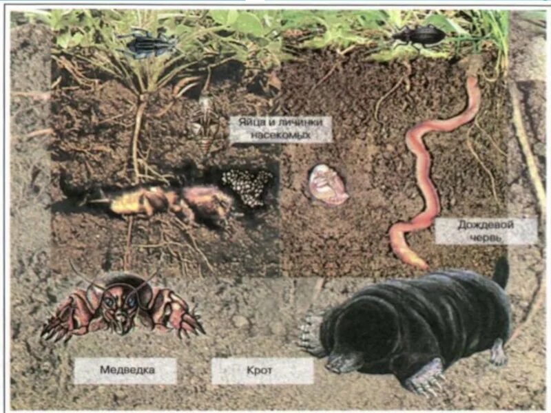 Обитатели почвы 5 класс биология. Организмы в почве. Животные обитающие в почве. Почва и подземные обитатели.