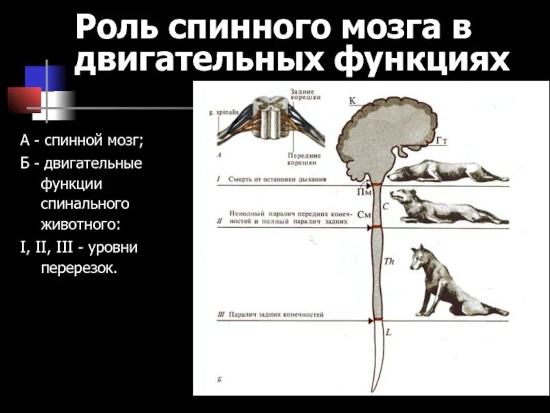 Функции спинномозгового мозга. Функции спинного мозга. Двигательная функция спинного мозга. Функции спинного мозга физиология. Функции спинного мозга животных.