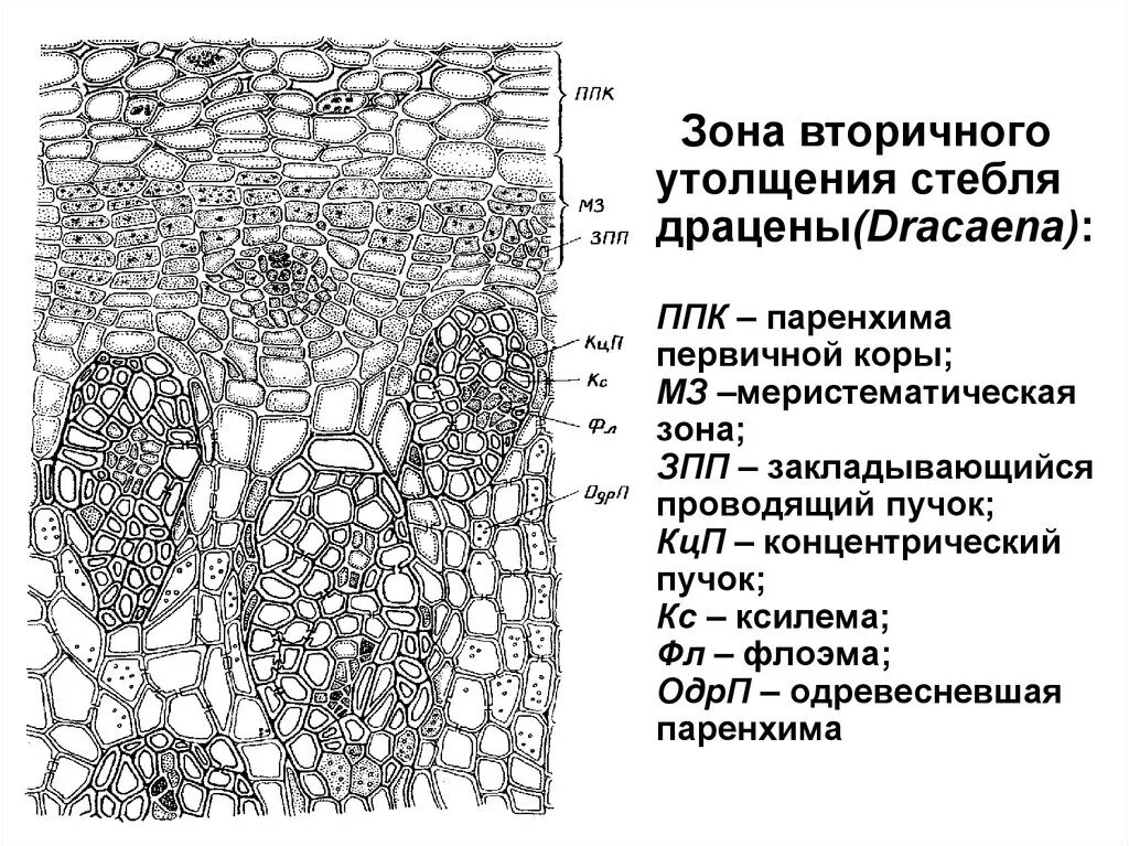 Строение стебля двудольных растений. Паренхима коры стебля. Анатомическая строение стебля двудольных растени. Строение листа драцены.