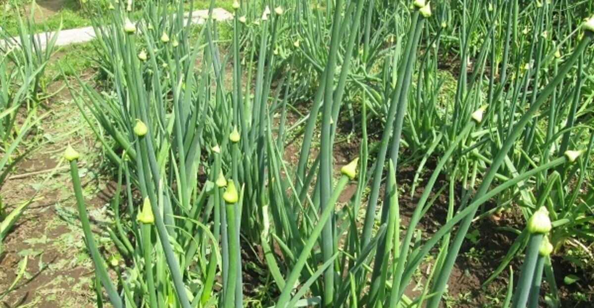 Лук-батун луковые. Лук батун стрелки. Лук-батун. Лук батун цветет. Фиксай лук батун.