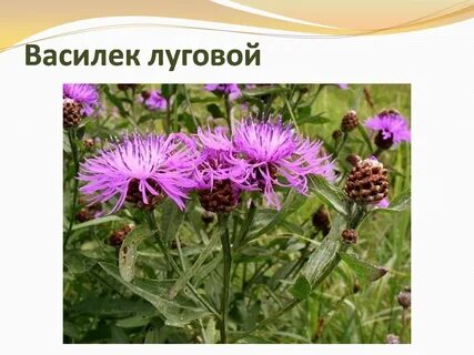 Мир василька