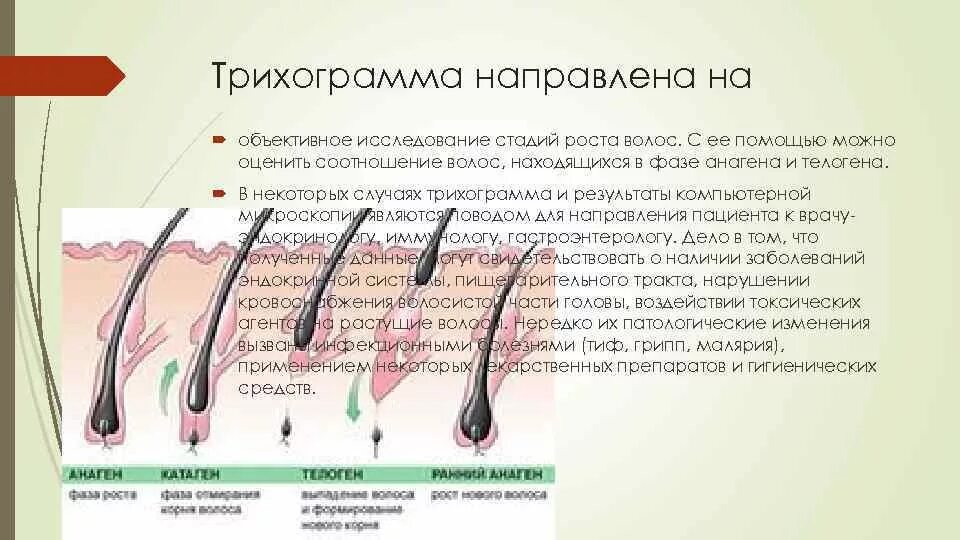 Почему медленно растут волосы на голове. Трихологическое исследование волос. Этапы роста волос. Луковица волоса. Для роста волос.