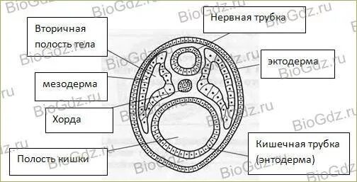 Эпидермис кожи мезодерма
