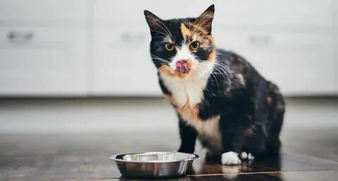 Голодные котики