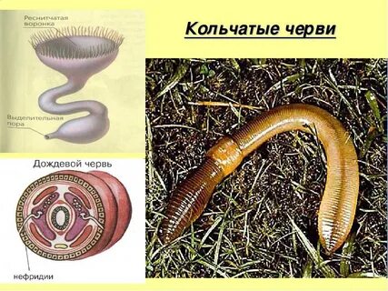 Древний кольчатый червь
