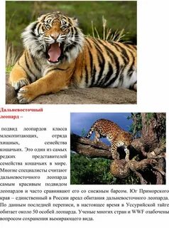 Млекопитающие проект 8 класс