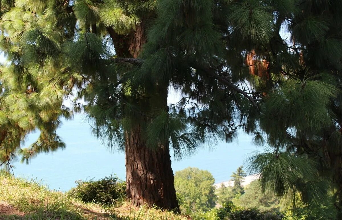 Кедр дерево во дворе. Сосна горная varella варелла. Финикия кедр. Сеянцы хвойных пород идеи логотипа. Золотая шайба.