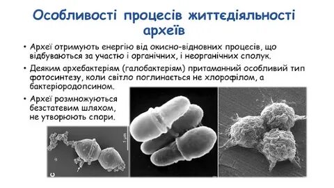 Что такое археи в биологии
