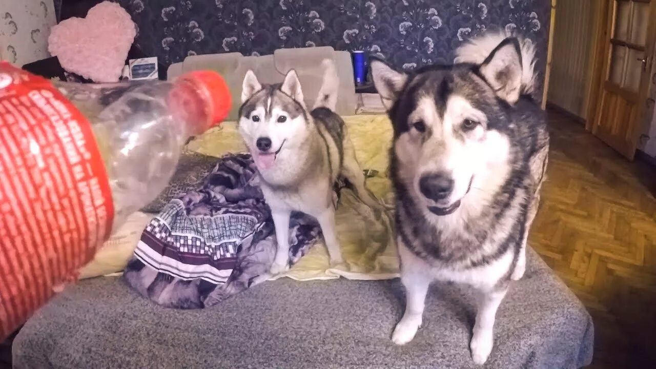 Салют хаски 36 выстрелов. Реакция хаски. Хаски с котом разговаривать. Реакция хаски. Хаски хозяйка текст.