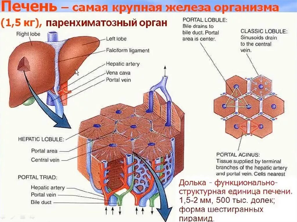 Печень крупная железа. Структурно-функциональная единица печени. Структурно-функциональная единица печени печеночная долька. Строение структурно функциональной единицы печени. Структурно-функциональная единица печени рисунок.