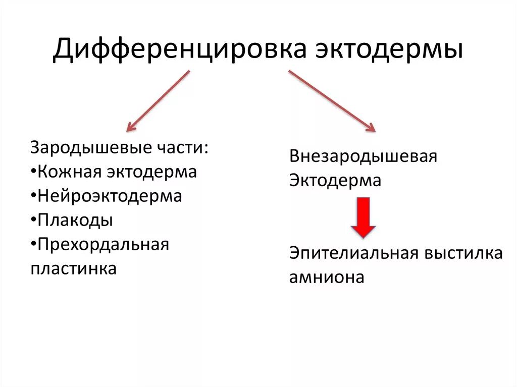 Этапы дифференцировки зародышевых листков
